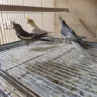 3 عدد عروس هلندی  نر 7 ماهه (سیرجان)