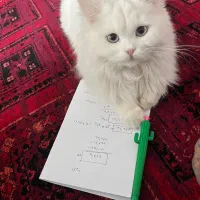 واگذاری گربه پرشین عقیم شده|گربه|اراک, |دیوار