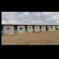 دعوت ازسرمایه گذار در پرورش شتر