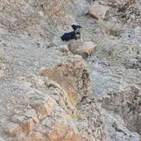 توله سگ قدر جونی