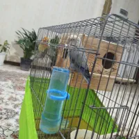 یه جفت کوتوله