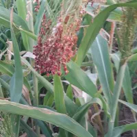 دسته ای ۶۰ هزار زیاد ببری کمتر حساب میکنم|لوازم نظافت|کوهدشت, |دیوار