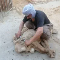 گوسفند چینی ، یا کل کردن گوسفند