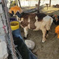 شیشک داشتی