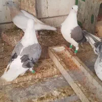 جوجه پشتی|پرنده|شیراز, کوشک میدان|دیوار