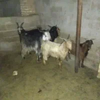 کهره نیم گوشت