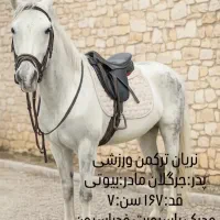 اسب ورزشی ترکمن خالص