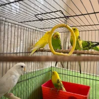 مرغ عشق|پرنده|مراغه, |دیوار