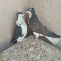 کبوتر دمگیر دولا