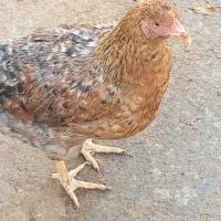 فروش جوجه مرغ و خروس نیمجه گلپایگان