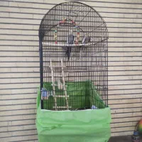 عروس هلندی جوجه دار