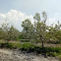 فروش ملک کشاورزی 73 هکتاری زیر قیمت کارشناسی|فروش دفتر صنعتی، کشاورزی، تجاری|قوچان, |دیوار