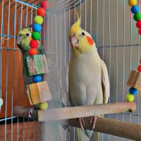 عروس هلندی|پرنده|زالیان, |دیوار