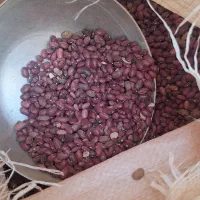 لوبیا قرمز تازه کشت امسال بوجاری شده