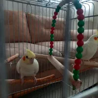 جوجه عروس هلندی نر و مادرش (نژاد لوتینو)