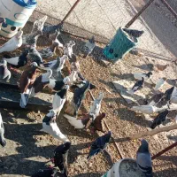 تعداد رنگی به فروش میرسد|پرنده|حسن آباد, |دیوار