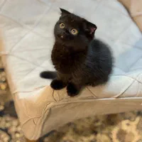 گربه اسکاتیش (مشکی)تحویل حضوری در اهواز|گربه|اهواز, زیتون کارمندی|دیوار