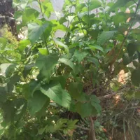 گلهای خانگی|گل و گیاه طبیعی|شیراز, احمدی جنوبی|دیوار