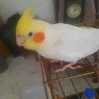 گم شده نزدیک۴۰ روزه