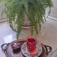 چای یاقوت (محبوب لاهیجان)|خوردنی و آشامیدنی|مشهد, ثامن|دیوار