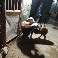 پنج عدد میش|حیوانات مزرعه|شیروان (لرستان), |دیوار