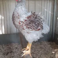 نژاد ویاندوت