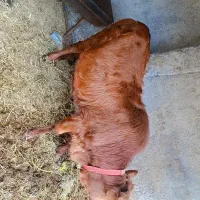 گاو گوشتی|حیوانات مزرعه|آق قلا, |دیوار