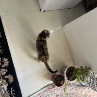 واگذاری بچه گربه|گربه|کرج, حسن آباد|دیوار