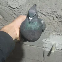 دوعددزاغ دم سفیدبازیکن