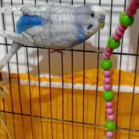 مرغ عشق با قفس