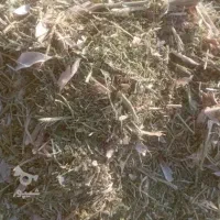 فروش کاه لوبیا و کاه ماش|حیوانات مزرعه|شیراز, گویم|دیوار