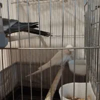 عروس هلندی در همه رنگ|پرنده|ماهدشت, |دیوار