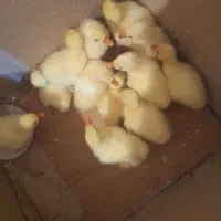 جوجه قوغاز سفید و خاکستری ۷روزه