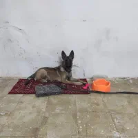 سگ مالینویز