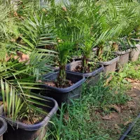 سیکاس فونیکس لاوسون شمشاد سبز