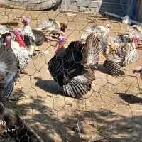 بقلمون برنز