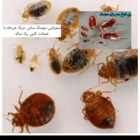 سم سوسک المانی