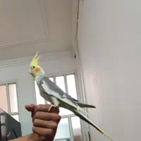 عروس هلندی دستی