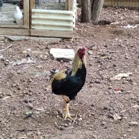 مرغ وخروس|حیوانات مزرعه|پردیس, شهرک صنعتی خرمدشت فاز ۷|دیوار