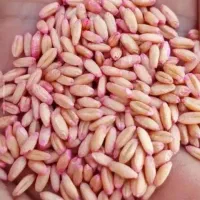 گندم بذری اصلاح شده آذر۲