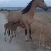 فروش مادیون پایه درهشوری