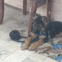 سگ ژرمن شولاین