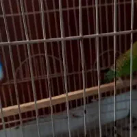 دو عدد مرغ عشق دونه ای 500تومان