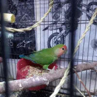 کوتوله عروس هلندی