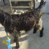 کهره نر