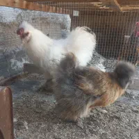 مرغ و خروس ابریشمی