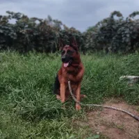 ژرمن اصیل