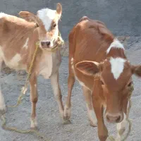 فروخته شددوتاگوساله نرماده دورگ۱۳۰م هلشتان  اذرسا