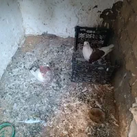 باسلام به تمام عشق بازان