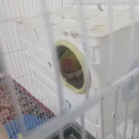 طوطی برزیلی نرو ماده|پرنده|نسیمشهر, |دیوار